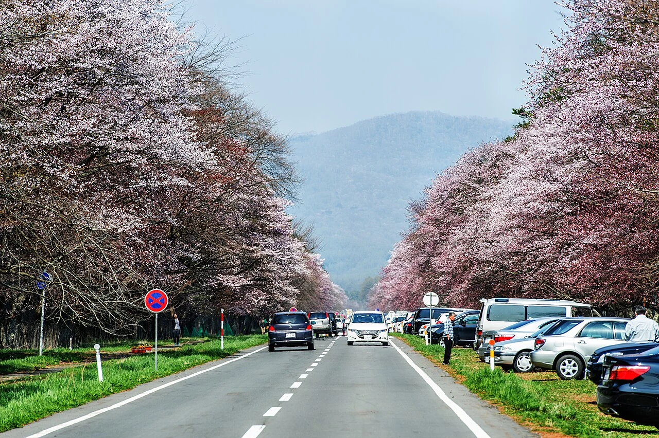静内二十間道路の両側に咲く桜並木
